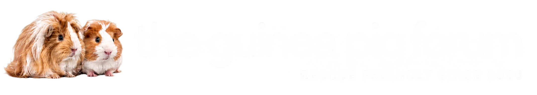 The Guinea Pig Forum
