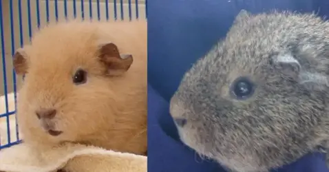 Mr Chubbs and Porky.webp