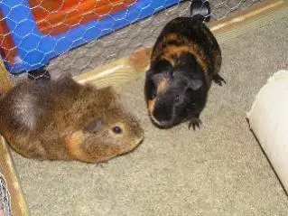 munch__scabbers.webp