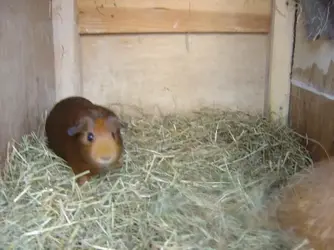 rehome 061.webp
