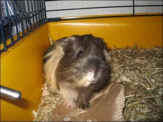 coco.webp