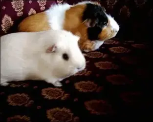 pinkyandnicky.webp