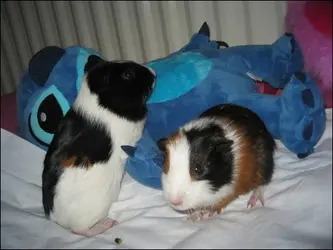 spikeyandfrofo.webp