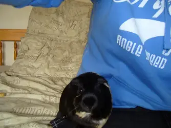 Minnie sat on my lap.webp