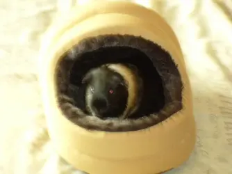 Minnie sat in pet bed.webp