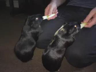 Jake & Minnie eating.webp