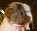 bertie.webp
