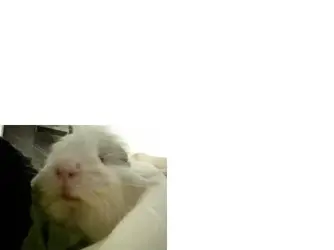 white.webp