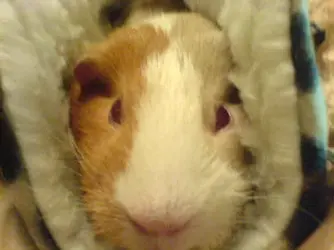 Snuggle Bub.webp