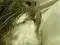bertieslips.webp