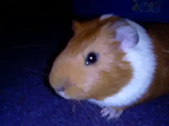 Fudge pig .webp