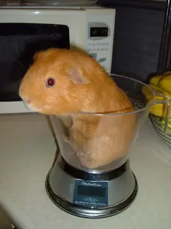 george weigh.webp