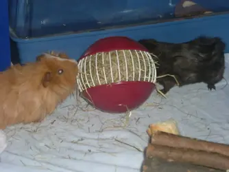 DSCF4258.webp