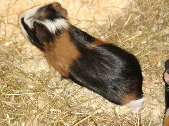 DSC00736.webp
