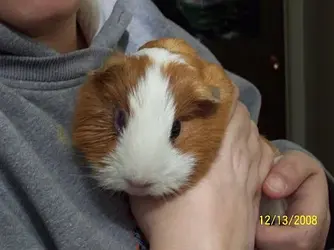 Pigglywink front.webp Pigglywink front.webp