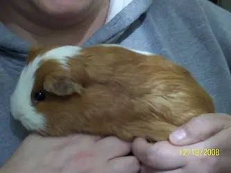 Pigglywink Brown.webp Pigglywink Brown.webp
