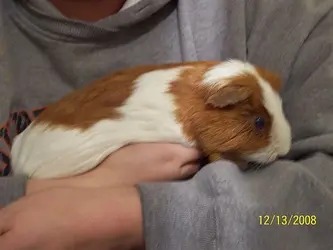 Pigglywink White.webp Pigglywink White.webp