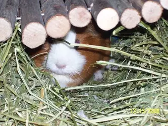 Pigglywink Cage.webp Pigglywink Cage.webp