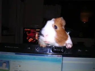DSCN5027.webp