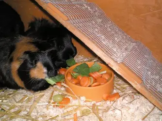 guinea pigs 001edit.webp