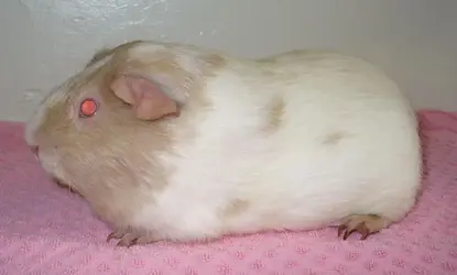 hamish.webp