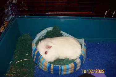It's all too much effort for one piggy..webp