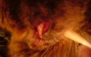 ill15.webp