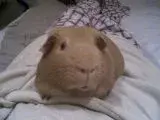 Wee_mimsi.webp Wee_mimsi.webp