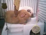 Mimsi_and_penelope.webp Mimsi_and_penelope.webp