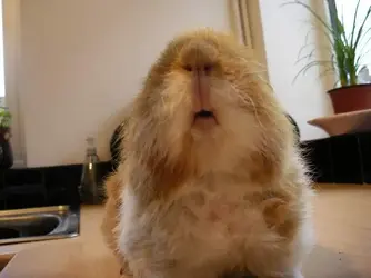 Fuzzypeg pig.webp
