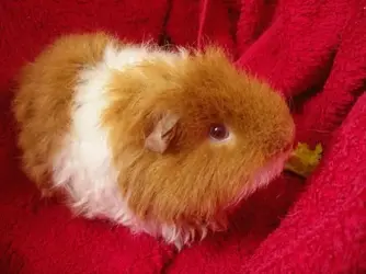 Fuzzypeg.webp