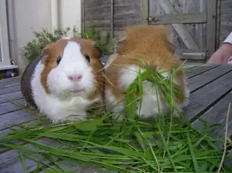 Hope & Peg.webp