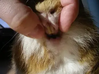 Peg's tooth.webp