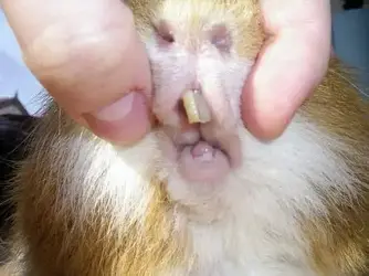 toothie.webp