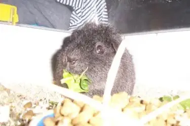 Wilbur3.webp