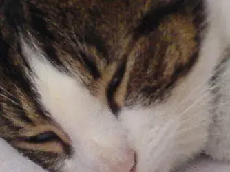 Chubbly.webp