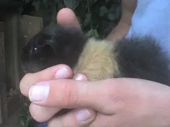 guineapig1.webp