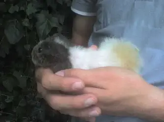 guineapig2.webp