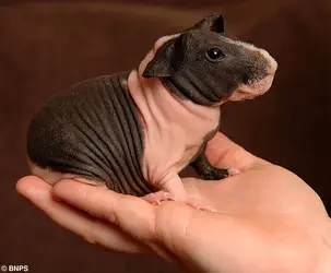 pig3BNPS_468x387.webp