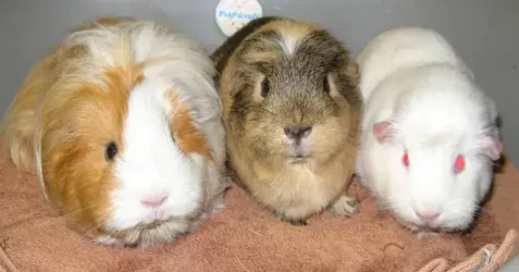 Lily Belle n Misty.webp