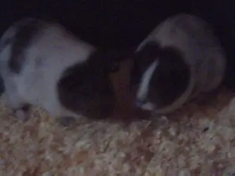 guinea pigs 020.webp
