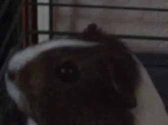 guinea pigs 027.webp
