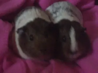 guinea pigs 032.webp