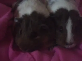 guinea pigs 034.webp