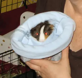 chet in a bag.webp