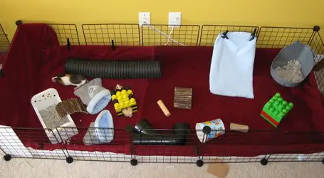 guineas in playpen.webp