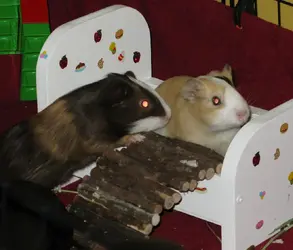 guineagalprofile.webp
