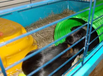 guinea pigs 001.webp guinea pigs 001.webp