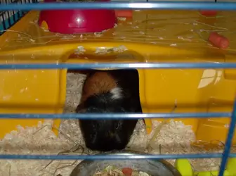 guinea pigs 003.webp
