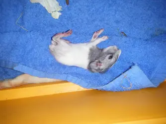 baby pig 001.webp